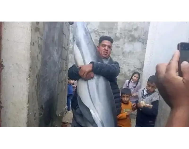سكان غزة يسدون جوعهم ب أسماك قرش.. وصحيفة عبرية: ألا يخجلون! واجهت عدة صور نشرها غزيون تظهر اصطيادهم أسماك يمنع صيدها (دولفين وقرش) لسد جوعهم بسبب الأزمة الإنسانية التي يعيشونها إث