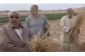 شابوه لرجال الداخلية: جابوا حرامية قمح الشرقية في 24 ساعه
