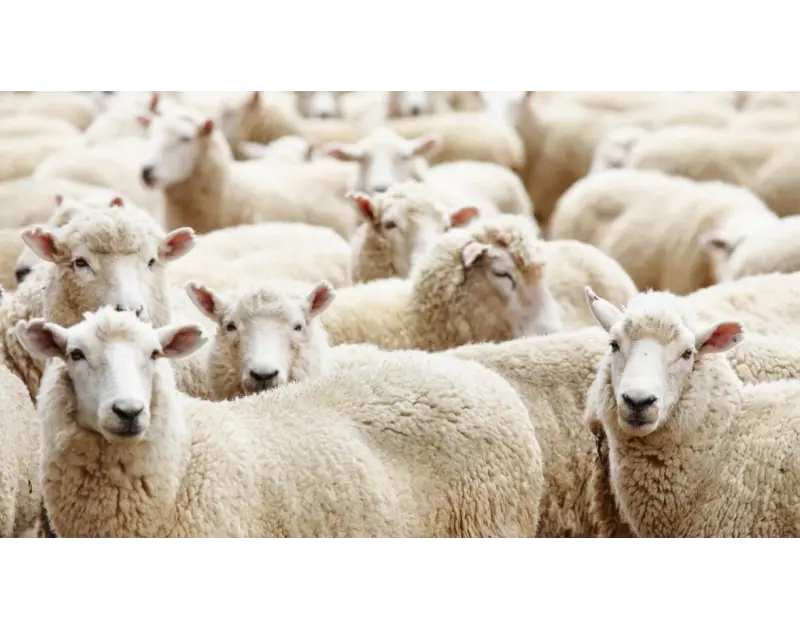عيد بلا أضحية. هل يُؤجر من تمنى إحياء الشعيرة ومنعته الظروف