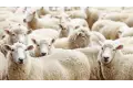 عيد بلا أضحية. هل يُؤجر من تمنى إحياء الشعيرة ومنعته الظروف