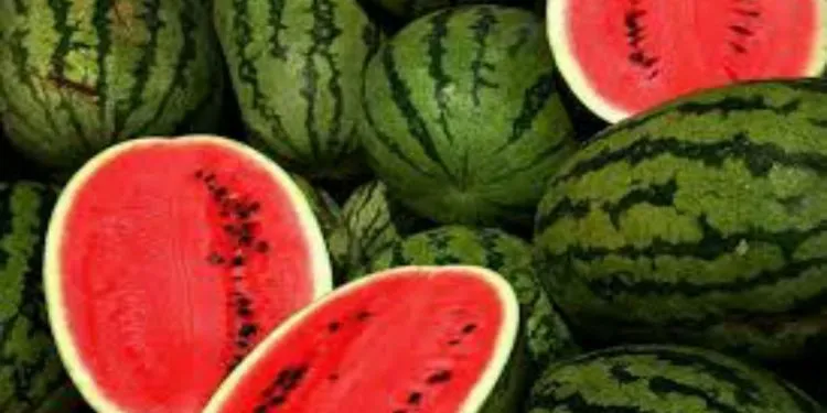 المزارعين عايزين يبوروا أرض البطيخ فافسدوا المحصول: مطلوب إحالتهم للتحقيق