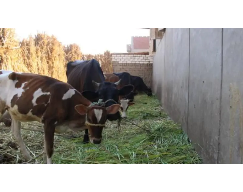 ما شروط وضوابط الاشتراك في الأضحية؟. عضو بالأزهر للفتوى يجيب