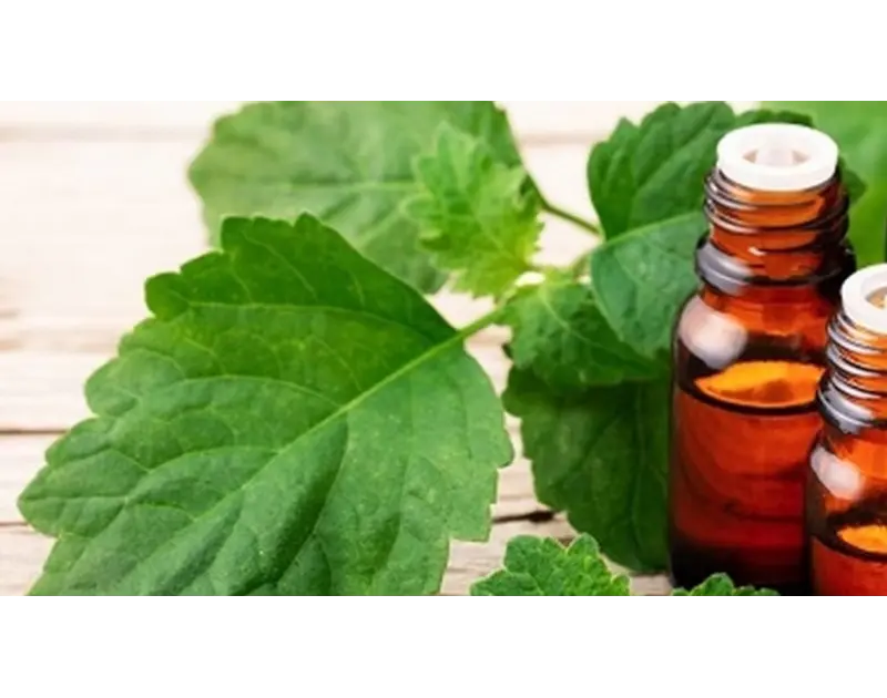 طارد “الزاعجة المصرية”. زيت الباتشولي من نبات عطري إلى سلاح ضد البعوض