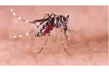 لماذا تلدغ البعوض بعض الناس أكثر من غيرهم