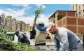 تشجير 875 شجرة بالطريق الدائري وتوريد 8410 شتلة للدقهلية ضمن مبادرة 100 مليون شجرة