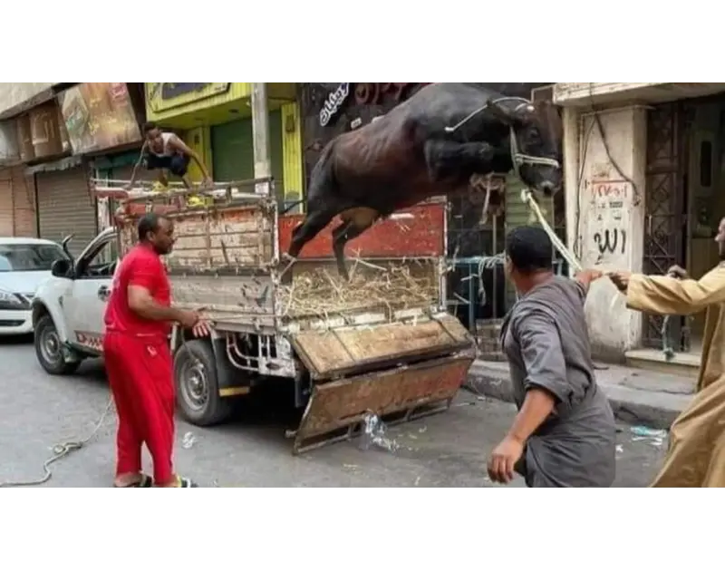 دفاع نفسي. استشاري يوضح أسباب الرغبة في مشاهدة العجول الهاربة