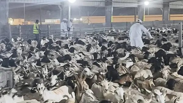 "الزراعة": بدء أعمال البعثة المصرية للإشراف على الهدي والأضاحي بالمملكة العربية السعودية