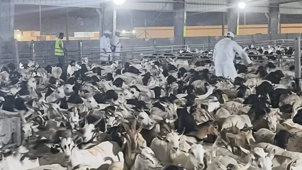 "الزراعة": بدء أعمال البعثة المصرية للإشراف على الهدي والأضاحي بالمملكة العربية السعودية