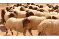 لا جدعاء أو جذماء. شروط ذبح الأضحية 2026