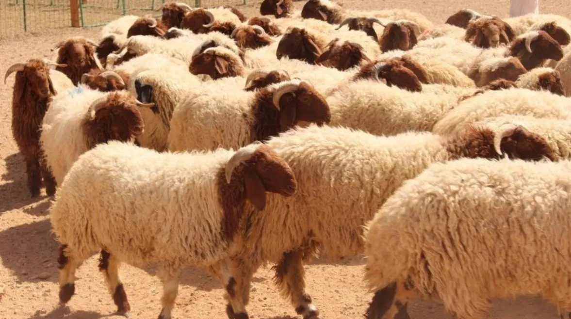 قبل عيد الأضحى المبارك. تعرف على طريقة تقسيم الأضحية الشرعية