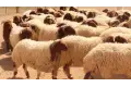 قبل حلول العيد. عالم بـ"الأوقاف" يكشف ضوابط الأضحية والوقت الصحيح لذبحها