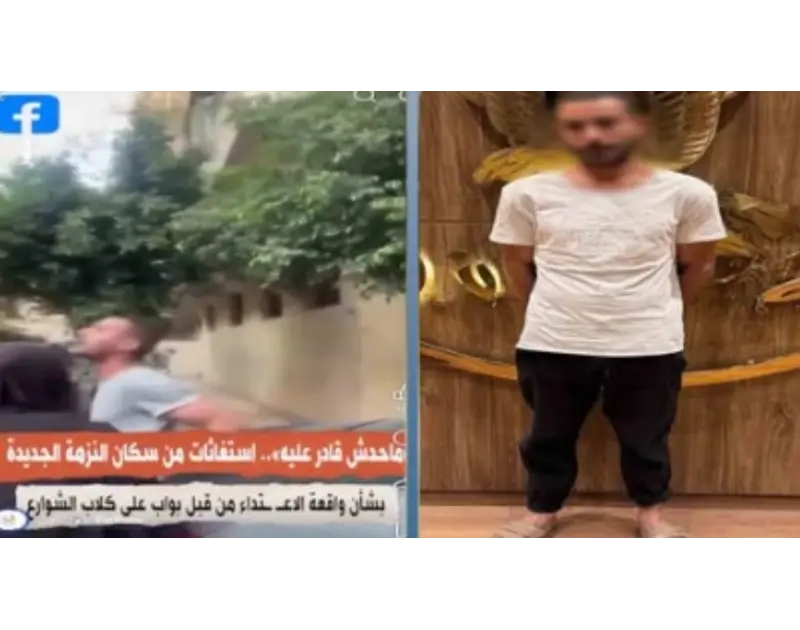 أزمة الكلاب الضالة في مصر: غياب الحلول الجذرية يحول الشوارع لساحة صراع