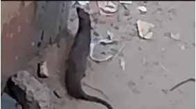 حقيقة الحيوان الغامض في الفيوم: الطب البيطري يكشف السر!