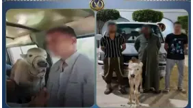واقعة العجل في التاكسي: تفاصيل ضبط مزارعي البحيرة بمصر