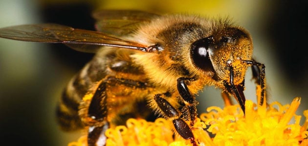 تفسير رؤية نحلة في المنام - افاق عربية