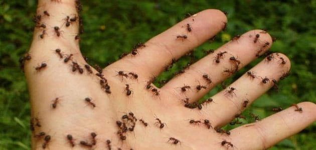 رؤية النمل في المنام على الجسم - افاق عربية 