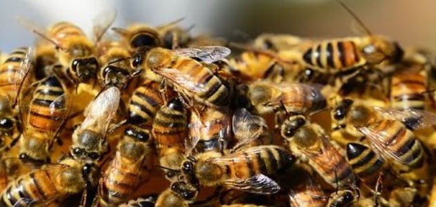 تفسير رؤية النحل في المنام للرجل - افاق عربية 