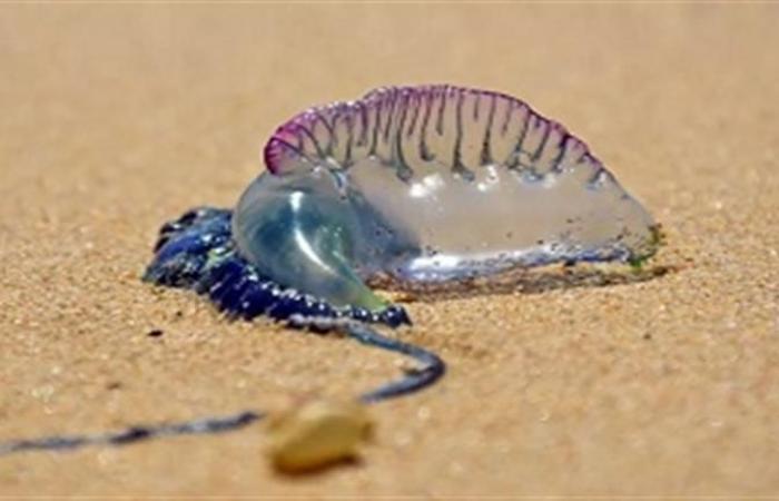 مخلوق بحري مخيف يثير الرعب على شواطئ بريطانيا 