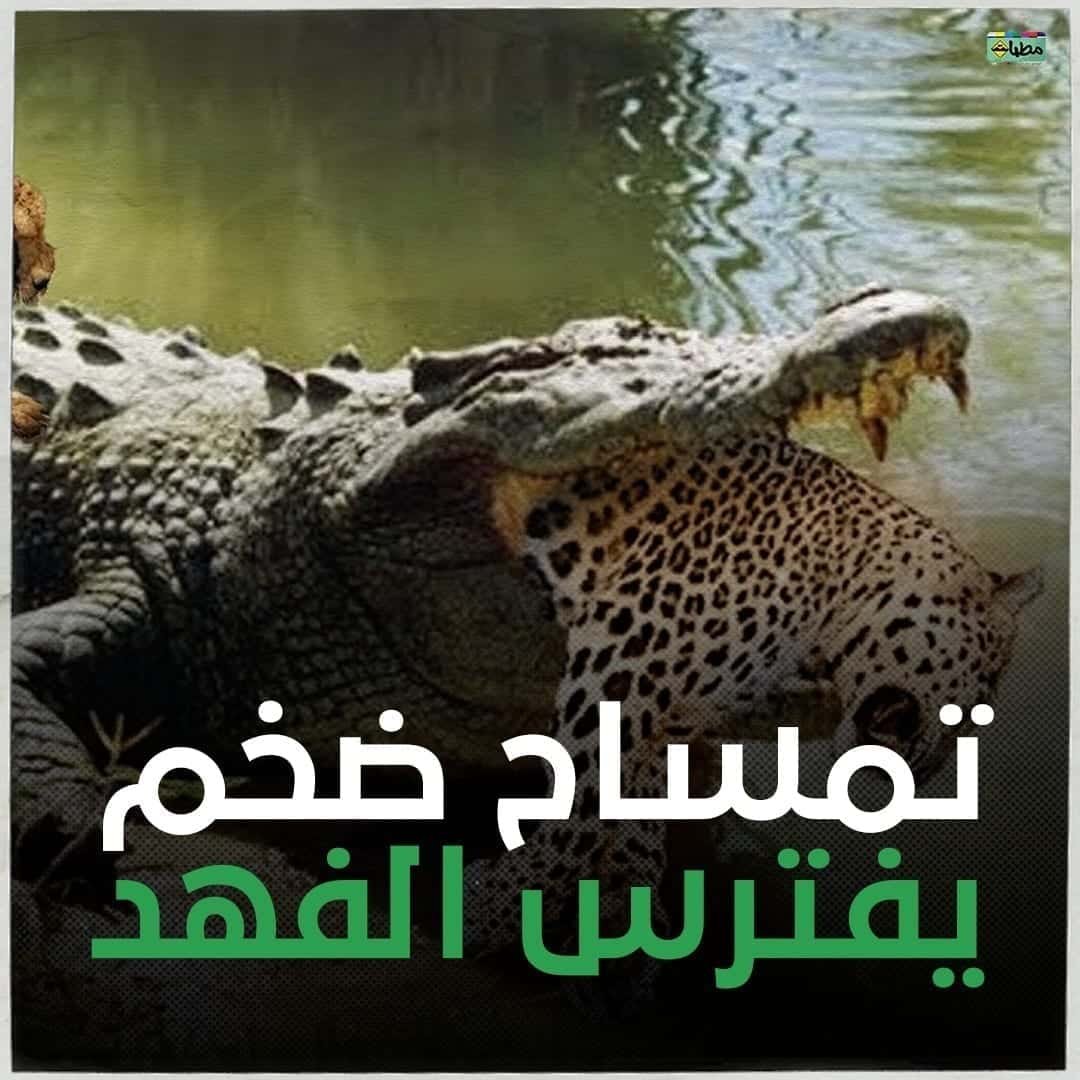 شاهد في مشهد نادر.. تمساح ضخم يفترس حيوان ” الفهد” في غمضة عين داخل بحيرة بكينيا 