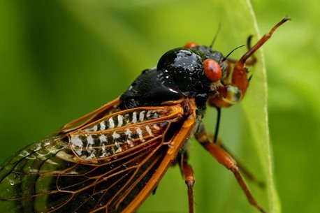 ..مليارات حشرات الزيز تستعد لغزو الولايات المتحدة في موسم التزاوج..تفاصيل