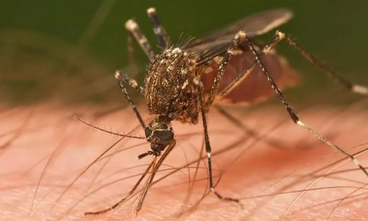 تحذير دولي من خطورة الإصابة بالملاريا.. بلغت أعلى مستوياتها