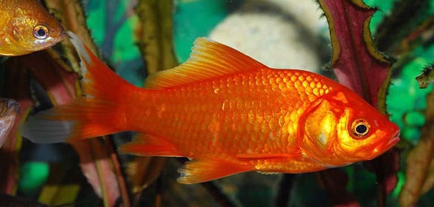 تفسير رؤية سمكة حمراء في المنام للعزباء - افاق عربية