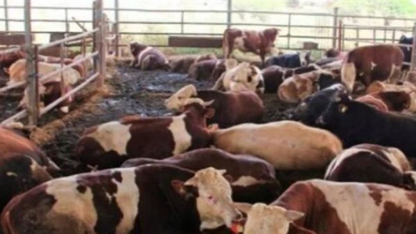 أسعار البقر والجاموس قبل عيد الاضحي 2024