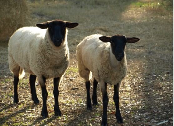 لا تهملها.. ‫ نصائح هامة من الزراعة قبل شراء خروف العيد